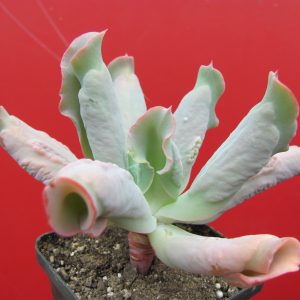 Echeveria Culibra