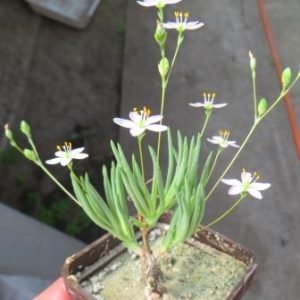 talinum napiforme