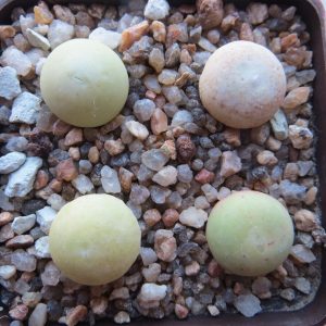 conophytum calculus EA 4075
