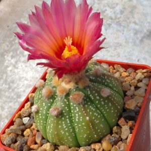astrophytum rote blute
