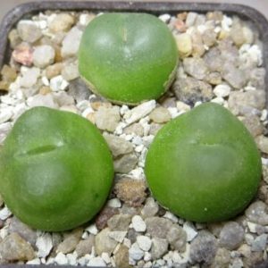 conophytum ratum SH1200
