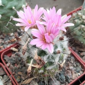 Turbinicarpus  hybride -s