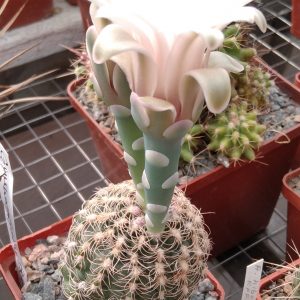 Gymnocalycium bruchii -s