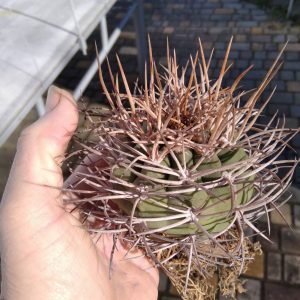 Gymn. mazanense v. polycephalum -Koehres- s
