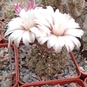 Gymnocalycium stellatum -s