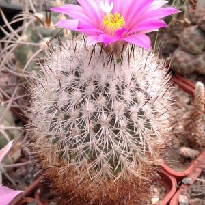 Gymnocactus beguinii -s