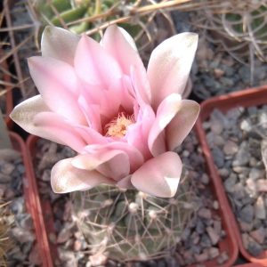 Gymnocalycium  aff. morroense JPR0100