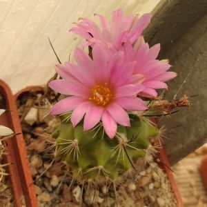 Turbinicarpus hybride -s