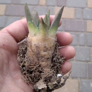 Ariocarpus trigonus v. elongatus