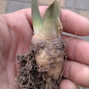 Ariocarpus trigonus v. elongatus