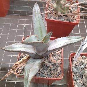 Agave titanota -Rancho Tambor- MG-
