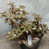 3864 Crassula volkensii