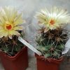 3867 Coryphantha scheeri_