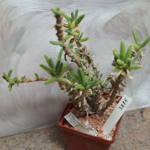 3875 Delosperma crassum SB935 весь горшик