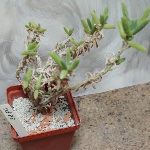 3876 Delosperma crassum SB935 весь горшик
