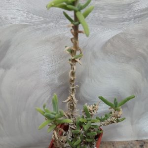 3883 Delosperma crassum SB935 весь горшик