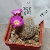 3900 Sulcorebutia sedaea FR