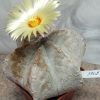 3902 Astrophythum coachuilense