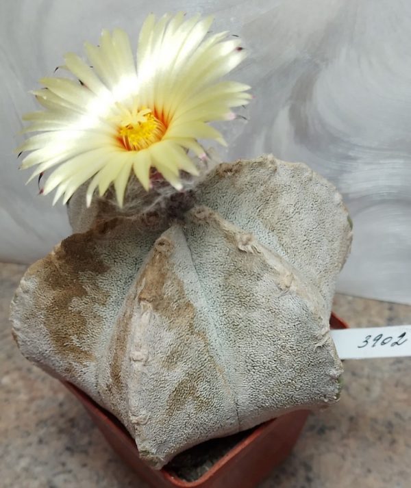 3902 Astrophythum coachuilense