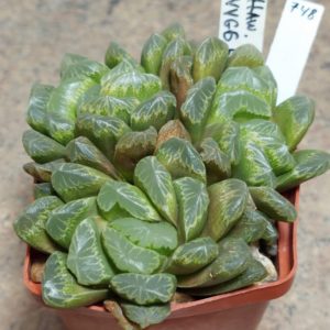 748 Haworthia VVG6 одна голова