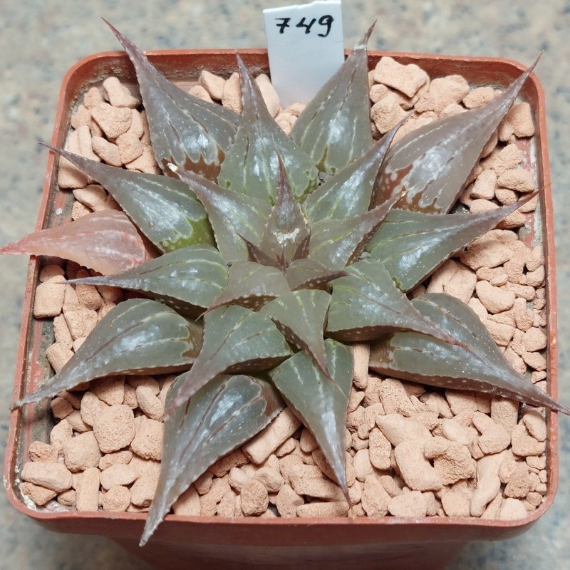 749 Haworthia emelyae v.multifolia x comptoniana