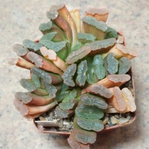 750 Haworthia truncata hybrid весь горщик