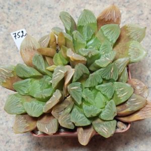 752 Haworthia hybrid VVG2 F2 одна голова