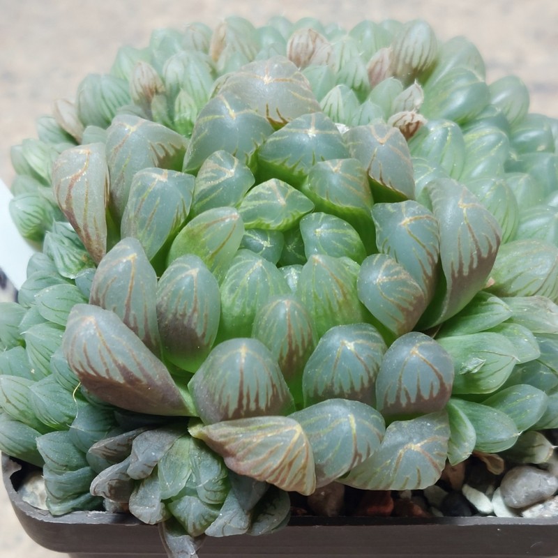 758 Haworthia obtusa 'Dodson' x cooperi v.dielsiana весь горщик