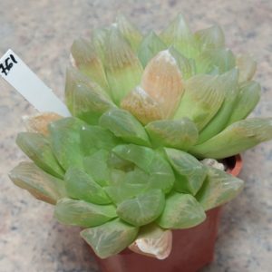 761 Haworthia obtusa hybrid весь горшик