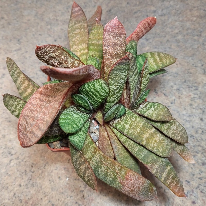 779 Gasteria batesiana одна голова