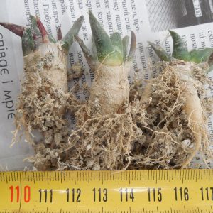 Ariocarpus trigonus