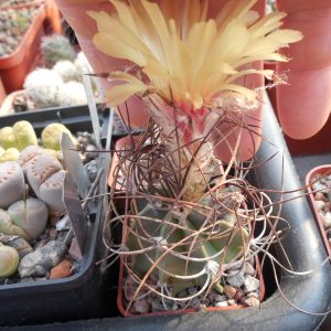 Astrophytum senile
