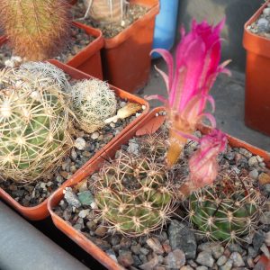 Lobivia spec. pink flower