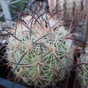 Echinomastus unguispinus  GL 607 - s Jimenez, Chih. MG - not grafted -