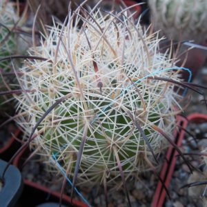 Echinomastus unguispinus  GL 607 - s Jimenez, Chih. MG - not grafted -