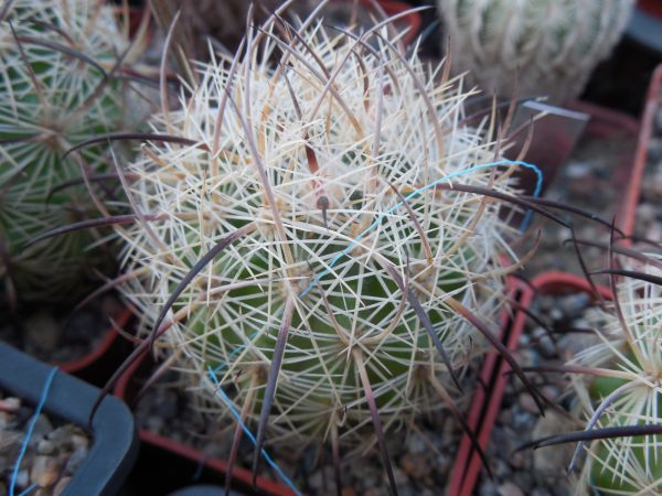 DSCN7103