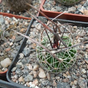Echinofossulocactus lloydii - довгі голки, селекція, відбір