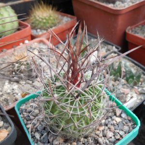 Echinofossulocactus lloydii - довгі голки, селекція, відбір
