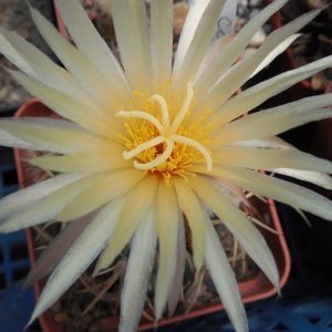 Coryphantha bumamma