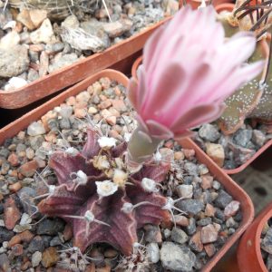Gymnocalycium friedrichii - Nant -
