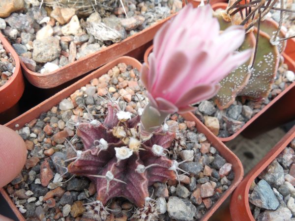 DSCN9906