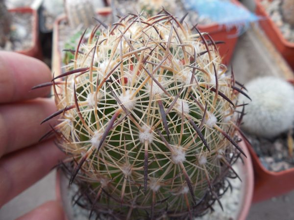 DSCN9938