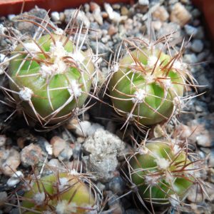 Gymnocalycium fleischerianum