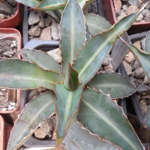 Agave lophantha - v. splendens