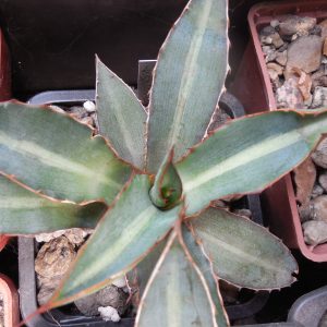 Agave lophantha - v. splendens