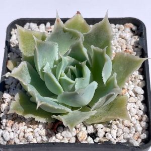 Echeveria Laguna Sanchez