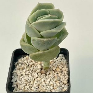 Echeveria "Lovely rose"