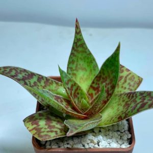 Crassula alba