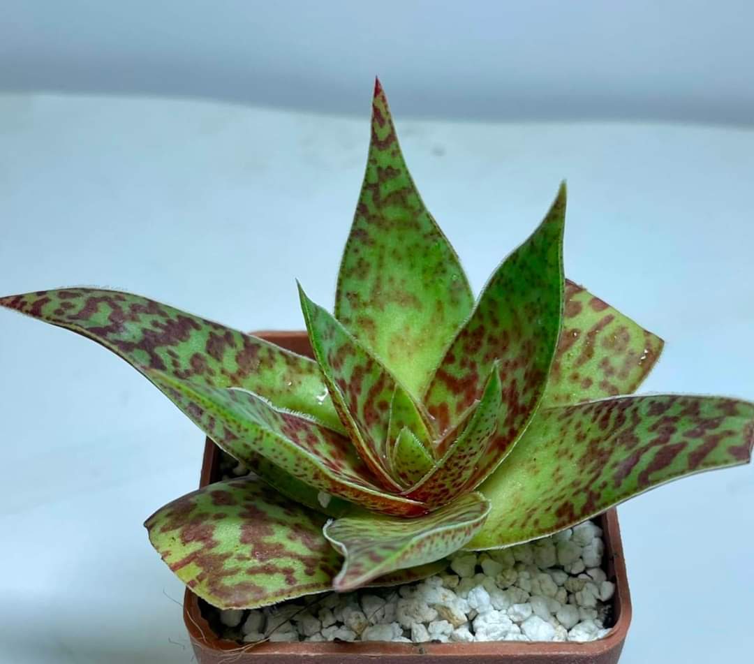 Crassula alba