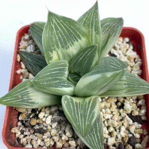 Haworthia retusa cv.  «Milky Way»
